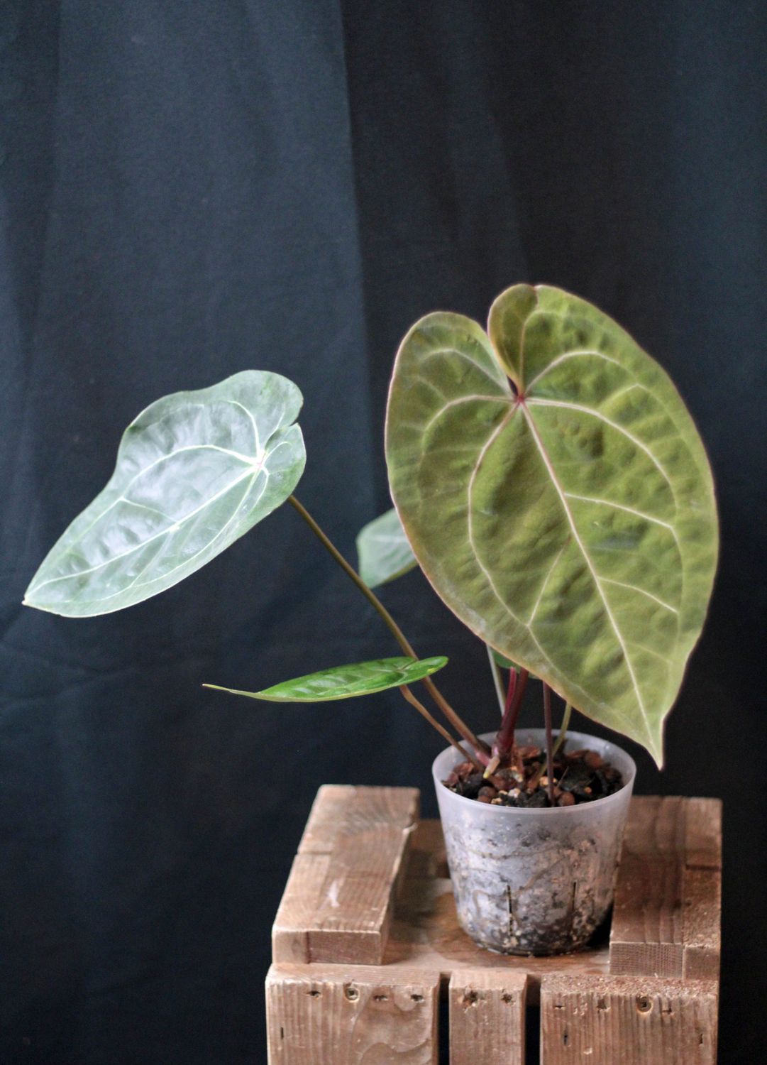 Anthurium Red Spider x Red Crystalinum