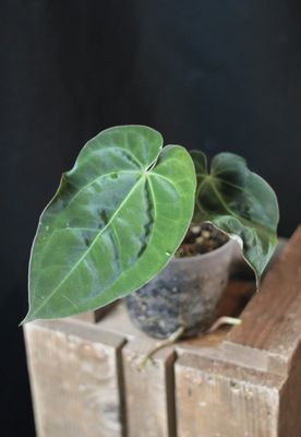 Anthurium Papillilaminum x Crystallinum Silver - A