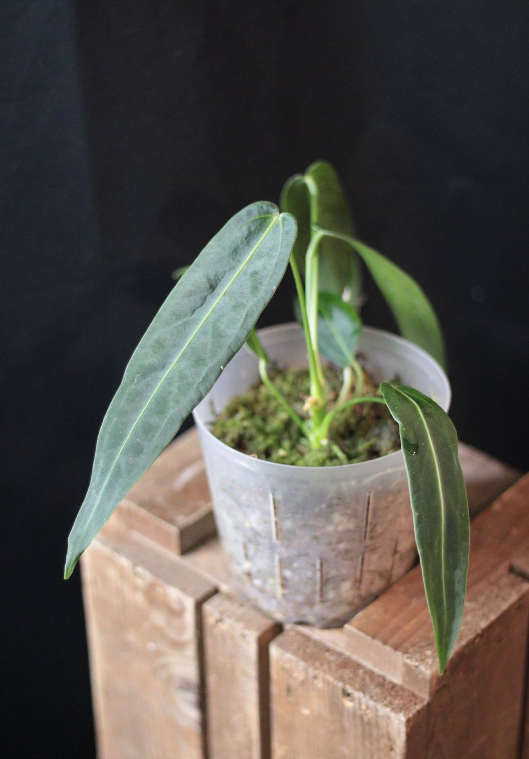 Anthurium Warocqueanum &quot;Narrow Dark&quot; - B