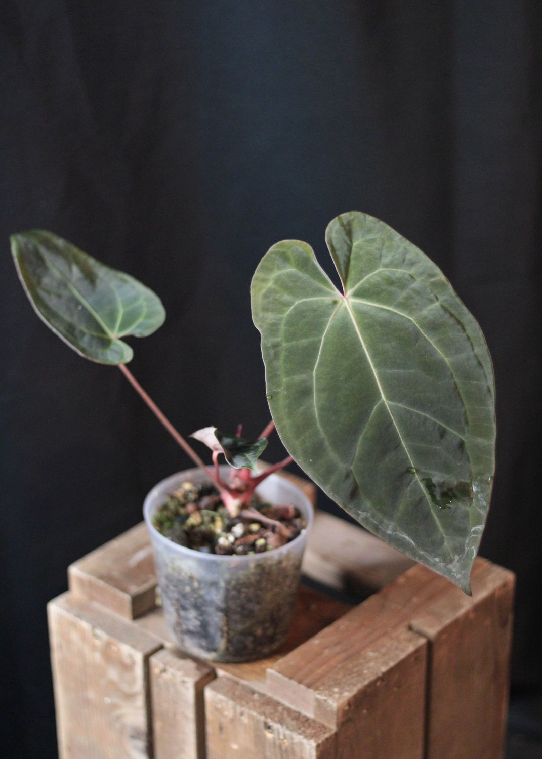 Anthurium Papillilaminum x Warocqueanum &quot;Dark&quot; - A