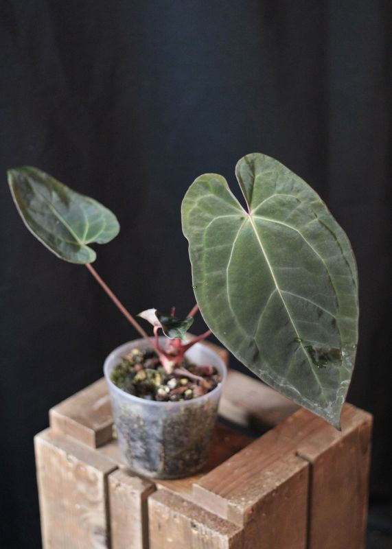 Anthurium Papillilaminum x Warocqueanum &quot;Dark&quot; - A