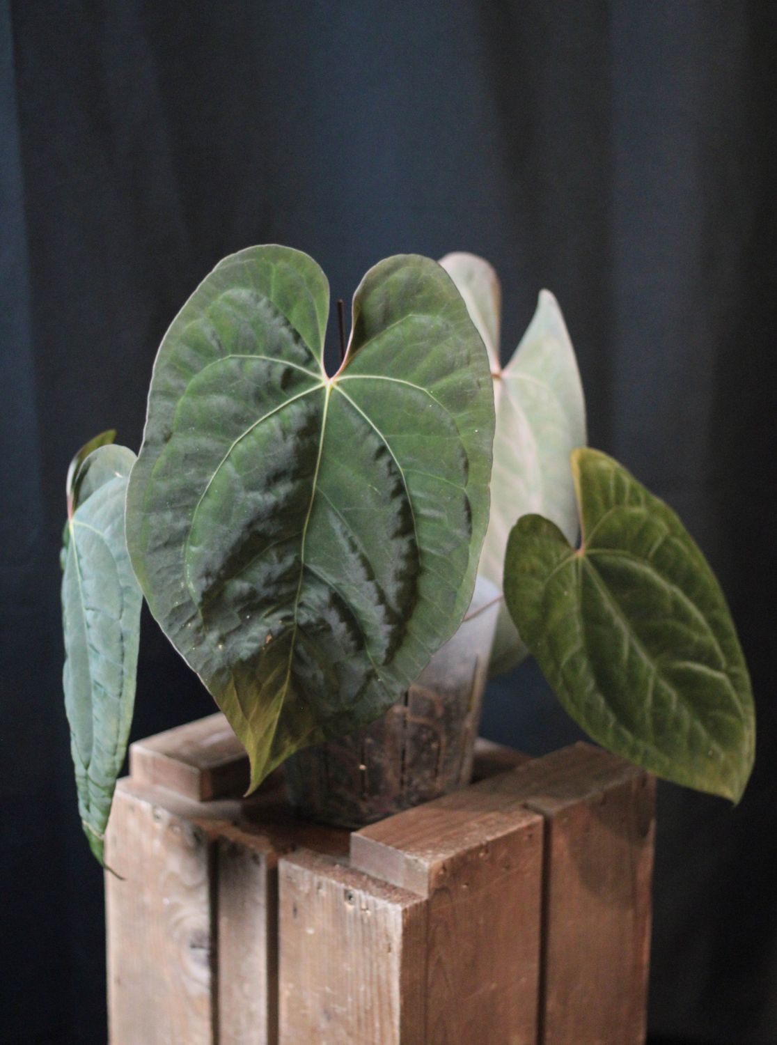 Anthurium Papillilaminum LG &quot;Dark&quot; - A