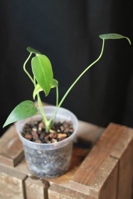 Anthurium Chiapense - A