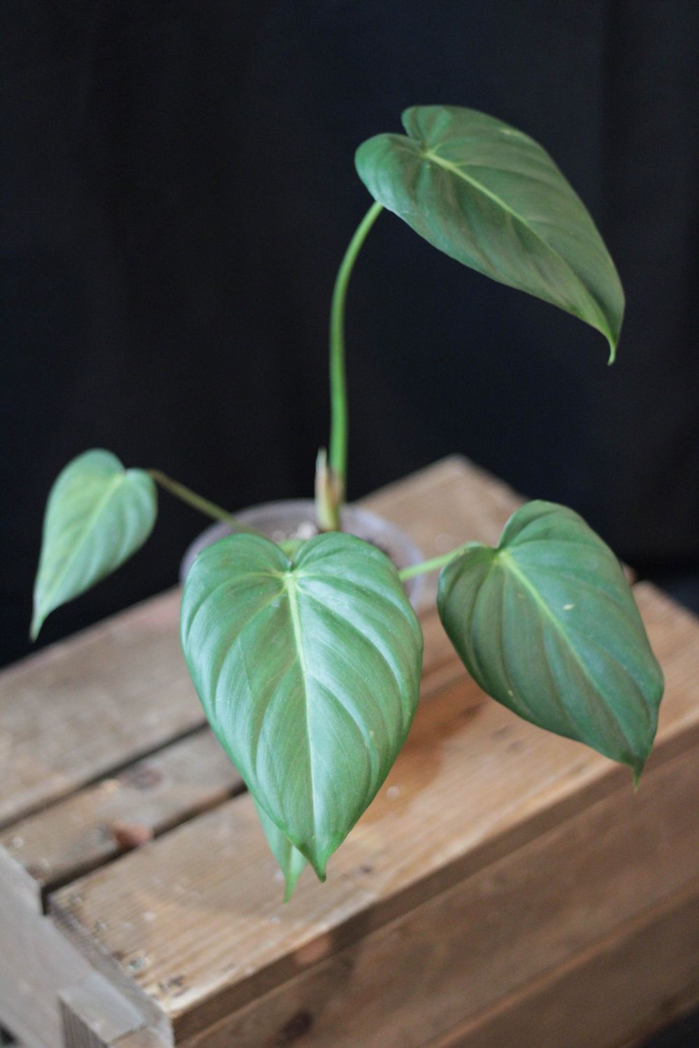 Philodendron Dean McDowell - A