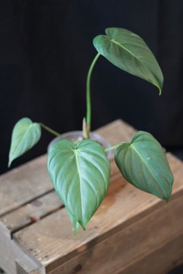 Philodendron Dean McDowell - A