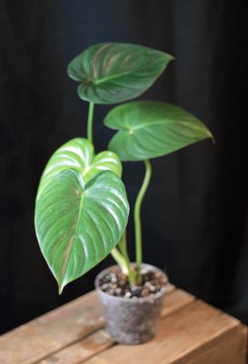 Philodendron Pastazanum - A