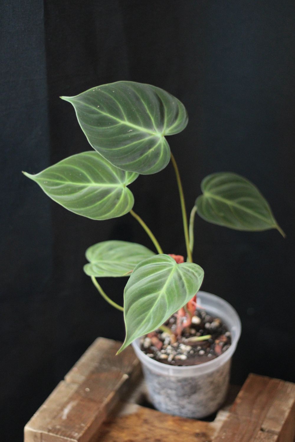 Philodendron El Choco - B