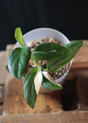 Monstera Standleyana &quot;Albo&quot; - 4”