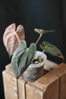 Anthurium Papillilaminum &quot;Dark&quot; - C