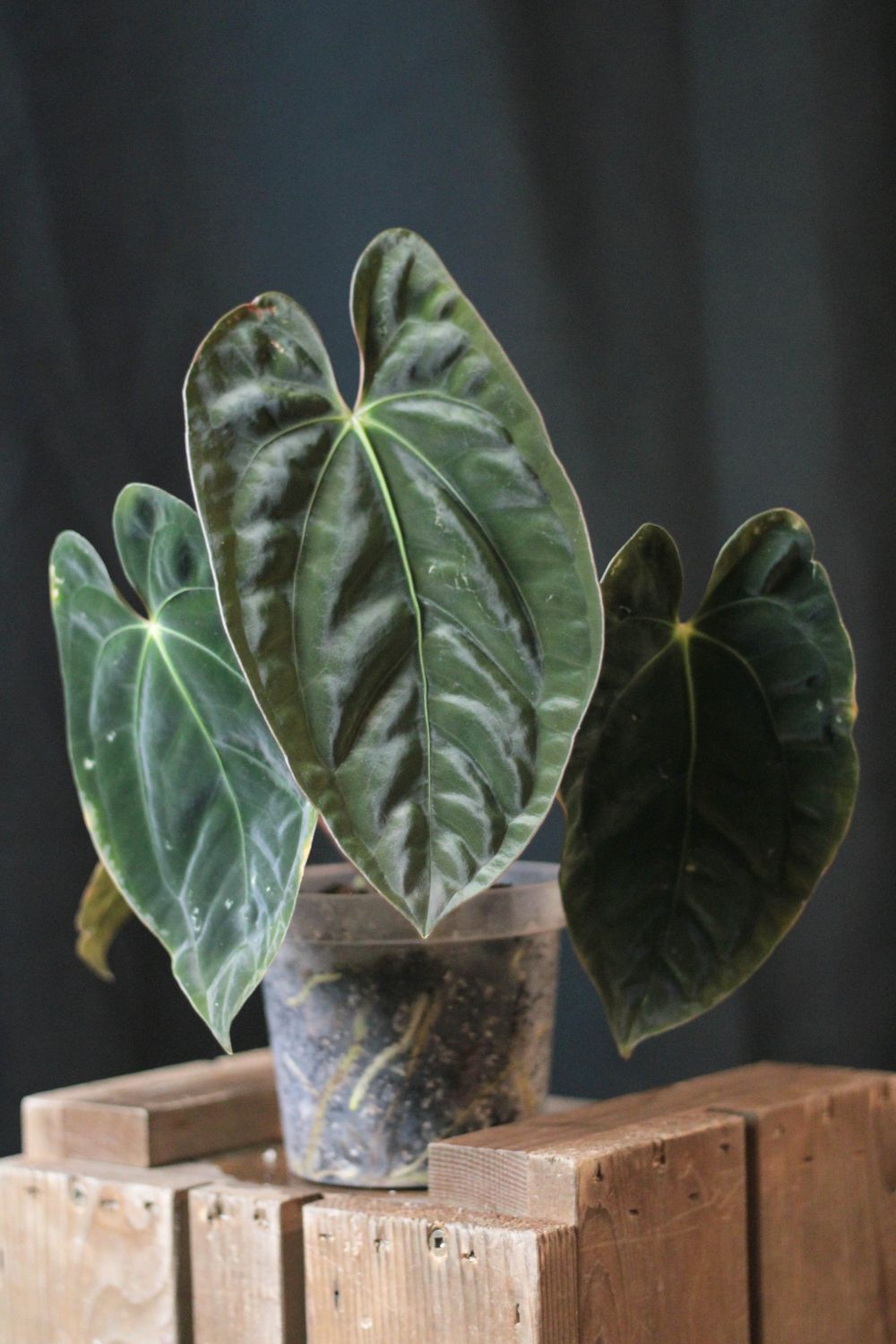 Anthurium Papillilaminum &quot;Dark&quot; - B