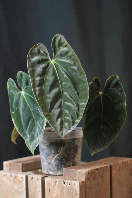 Anthurium Papillilaminum &quot;Dark&quot; - B