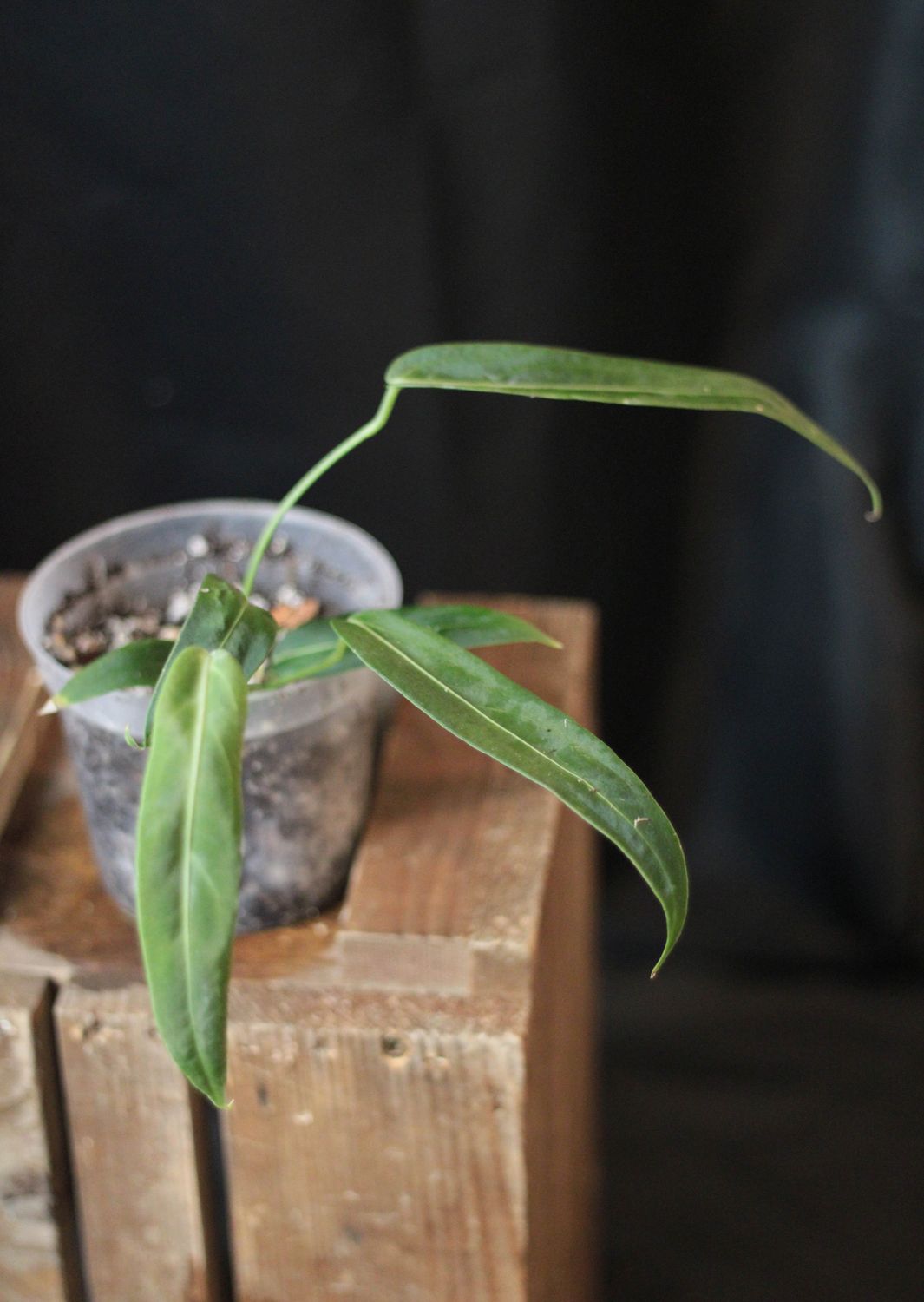 Anthurium Warocqueanum - A
