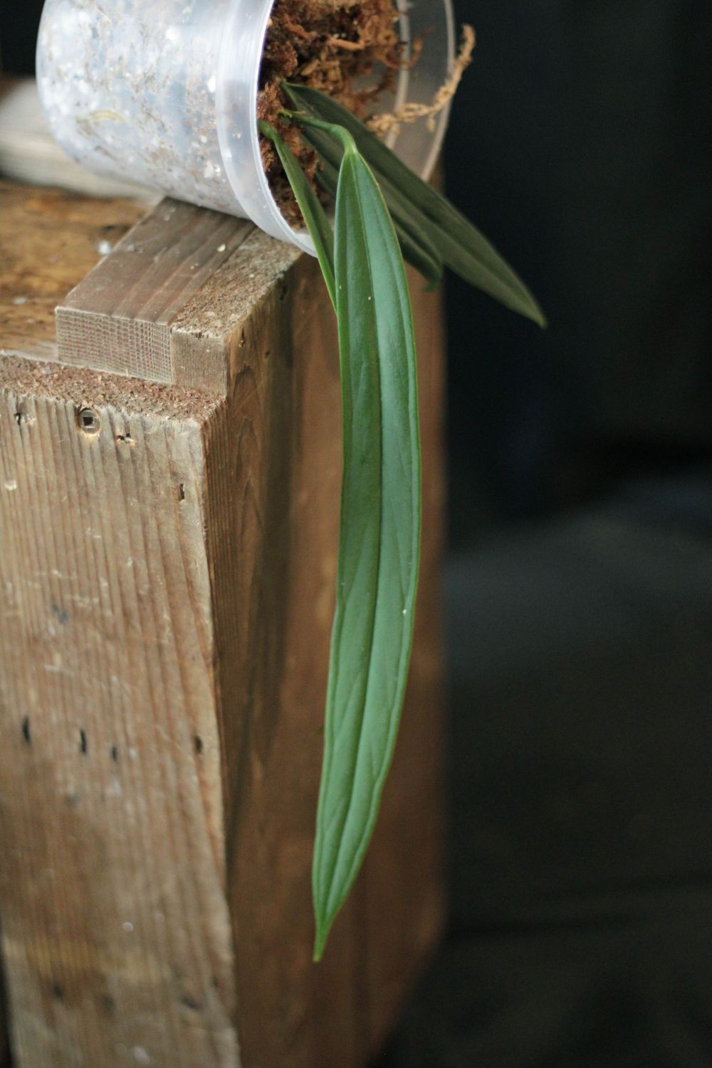 Anthurium Indanza &quot;Narrow&quot; - A