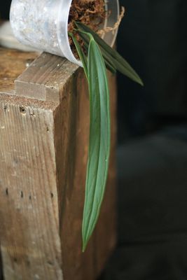 Anthurium Indanza &quot;Narrow&quot; - A