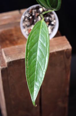 Anthurium Bakeri - A