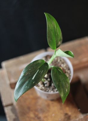 Monstera Standleyana &quot;Albo&quot; - 3”