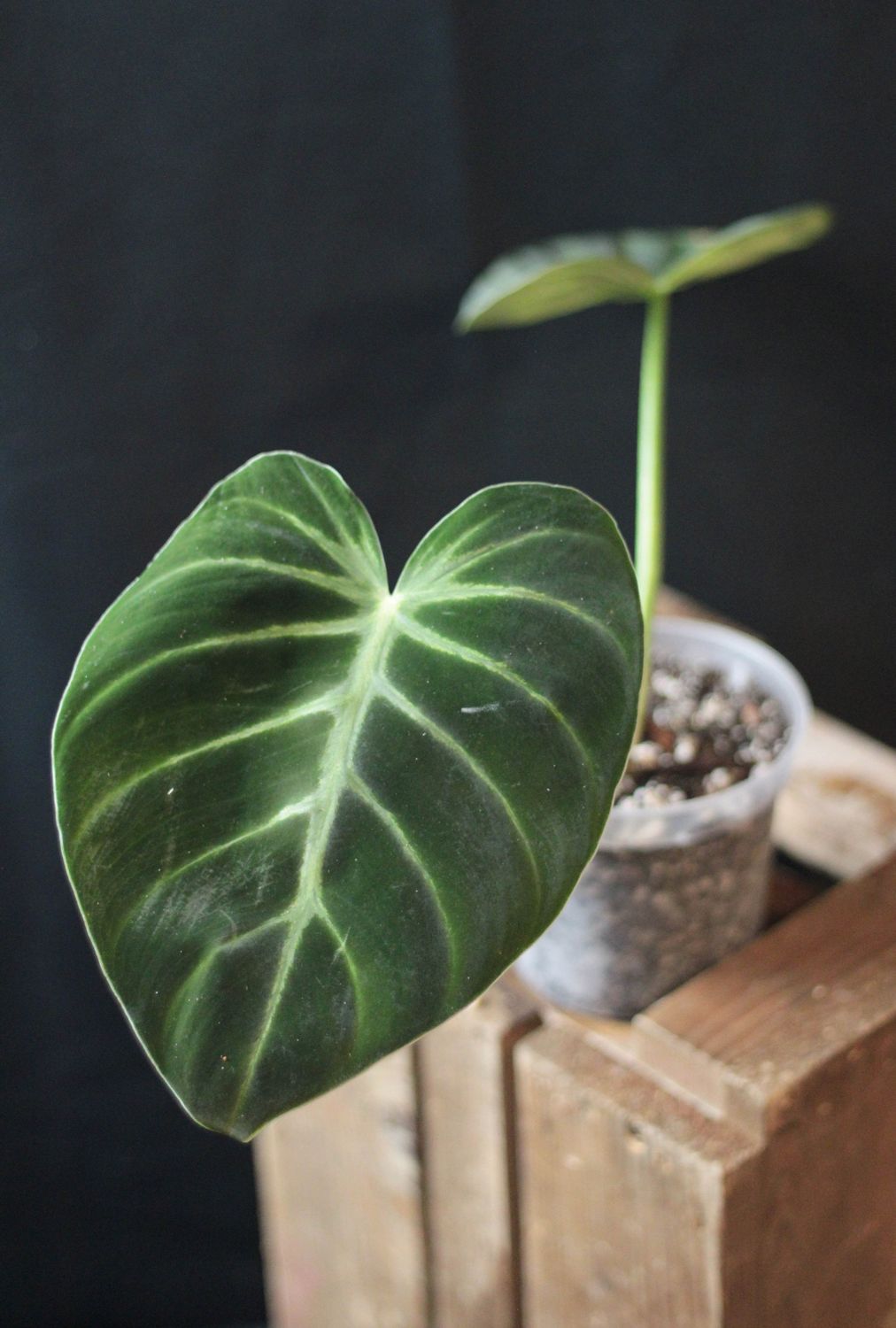 Philodendron Luxurians &quot;Radiante&quot; - A