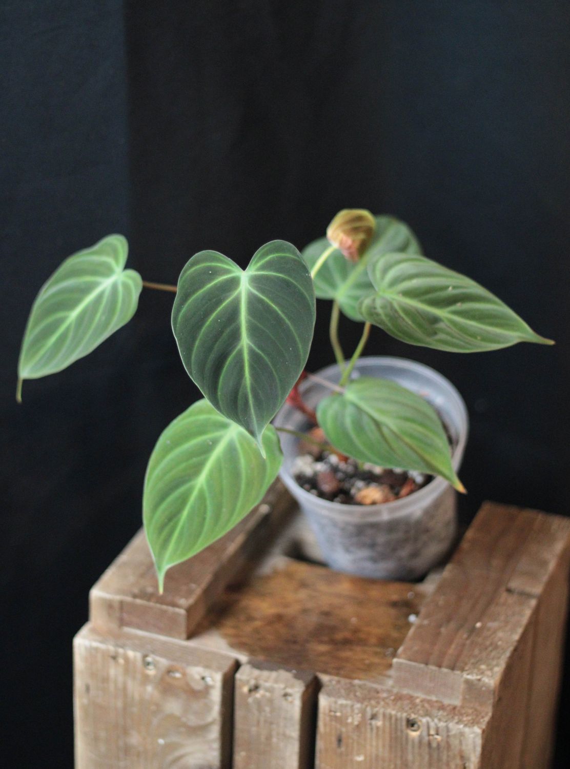 Philodendron El Choco - A
