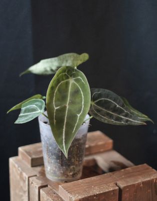 Anthurium Forgettii - A