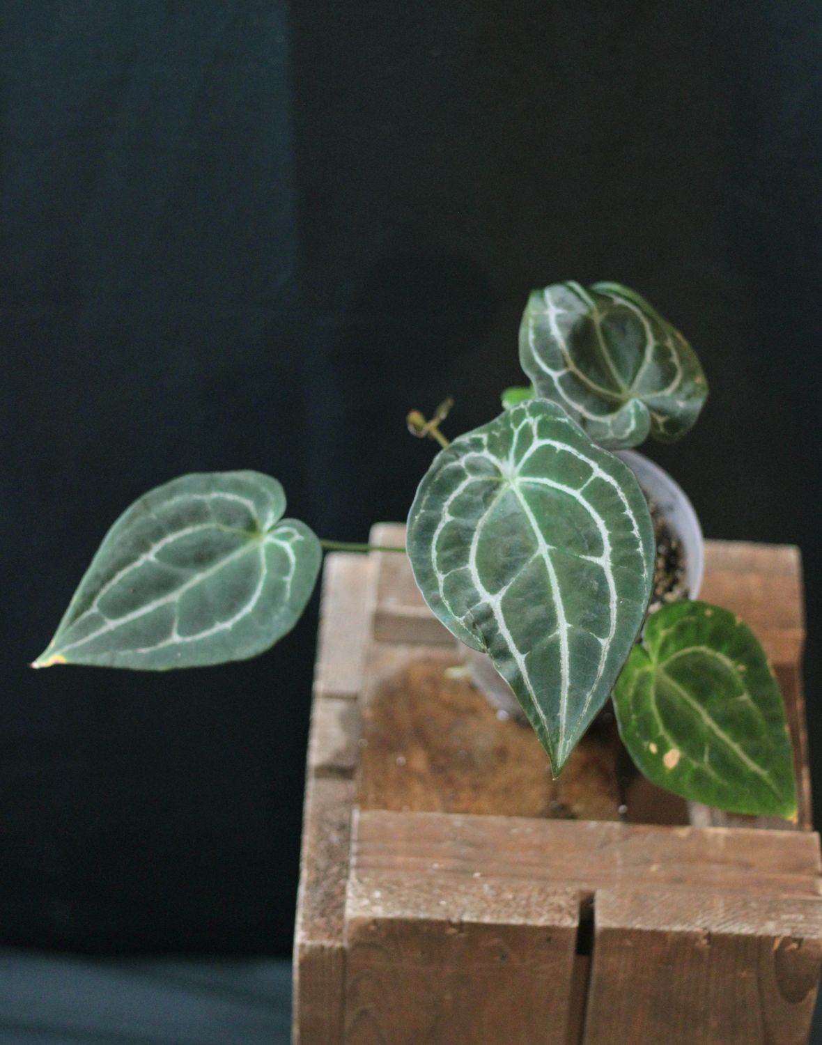 Anthurium Forgetii x Crystallinum - B