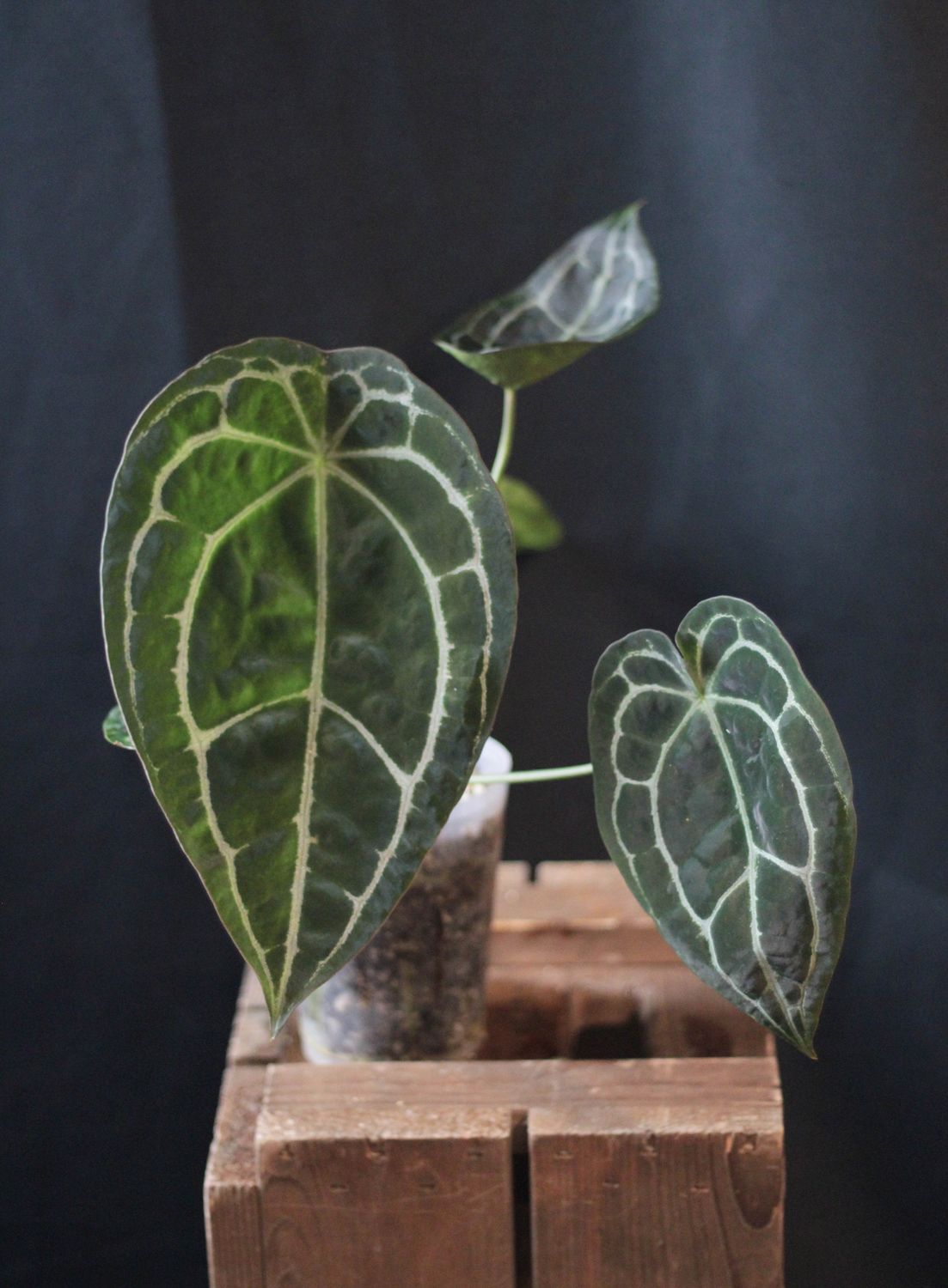 Anthurium Forgetii x Crystallinum - A