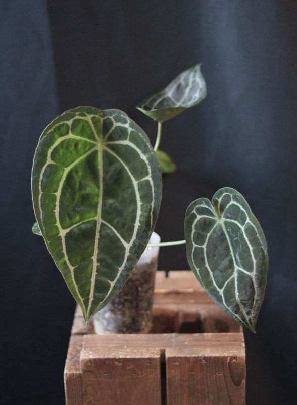Anthurium Forgetii x Crystallinum - A