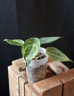 Anthurium Forgettii - B