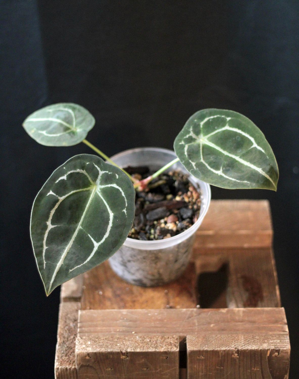 Anthurium Forgettii &quot;Dark&quot; - A