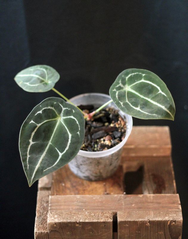 Anthurium Forgettii &quot;Dark&quot; - A