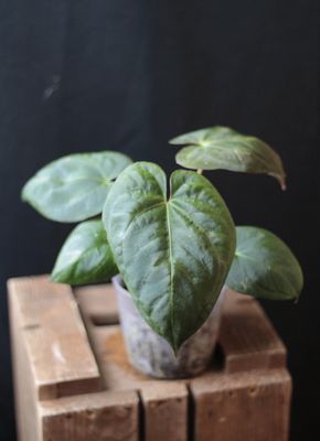 Anthurium Dark Phoenix - B