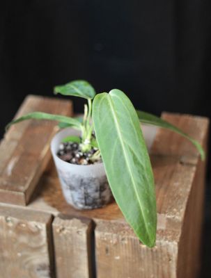 Anthurium Warocqueanum - B