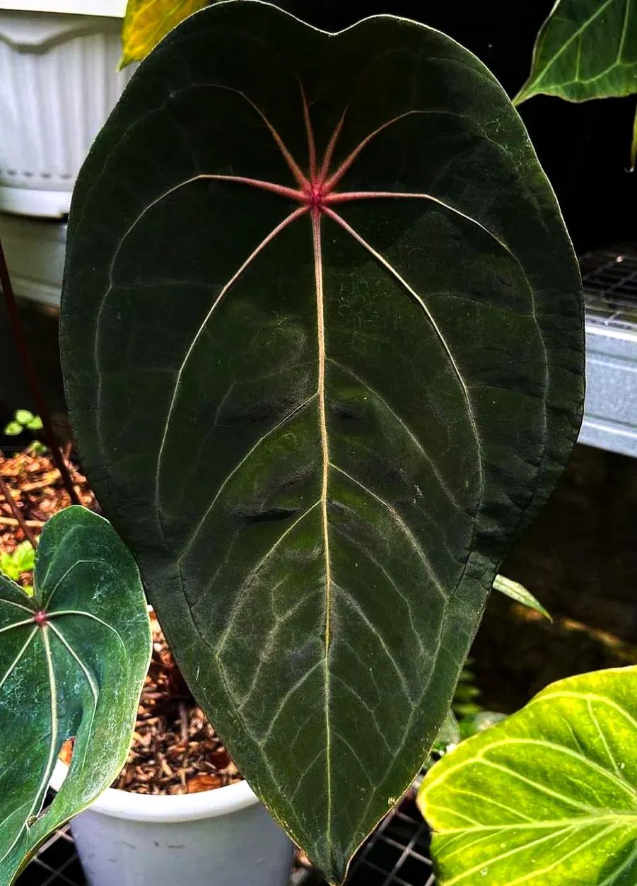 Anthurium &quot;yellow Spider&quot; - A