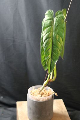 Philodendron sp. Esmeraldas - Show