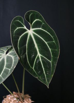 Anthurium Besseae - Show