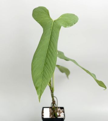 Anthurium Clavigerum