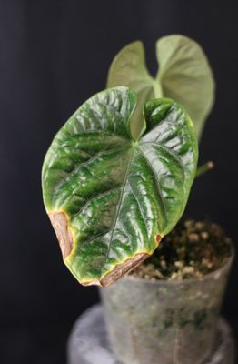 Anthurium Moodeanum - Show