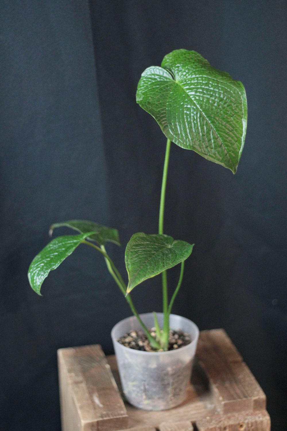 Anthurium Rugulosum - A
