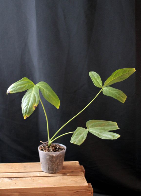 Anthurium Clavigerum -A