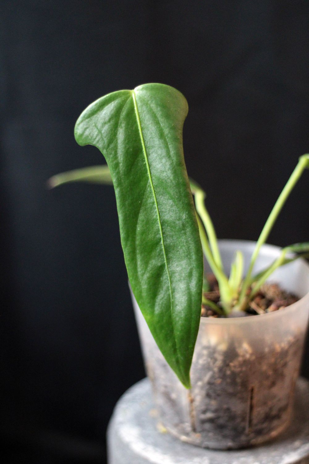 Anthurium Truncicola - A