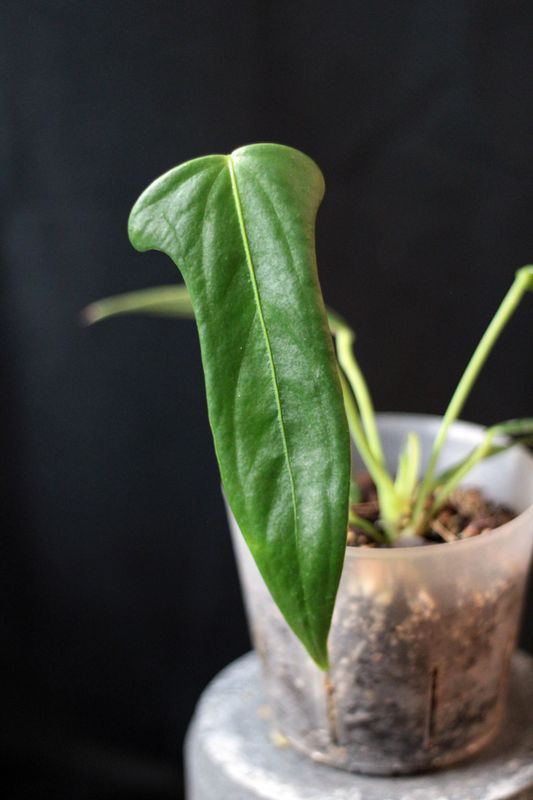 Anthurium Truncicola - A