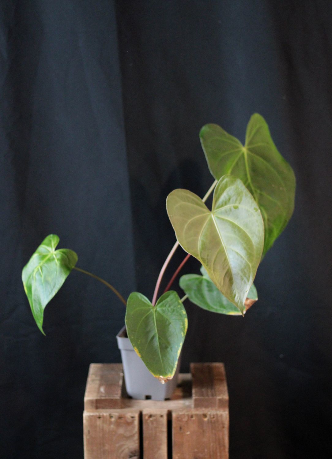 Anthurium CF Magnificum - A