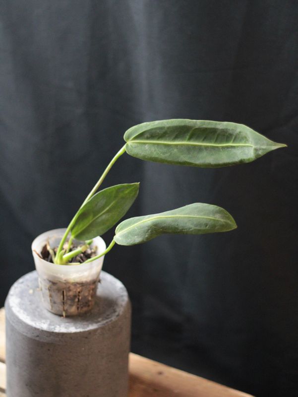 Anthurium Warocqueanum - A