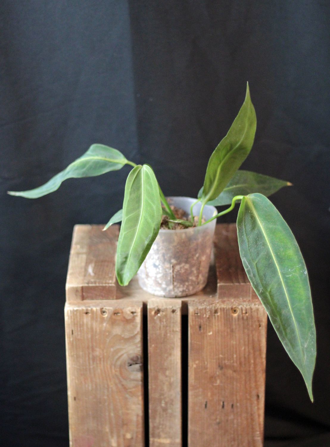 Anthurium Warocqueanum - B
