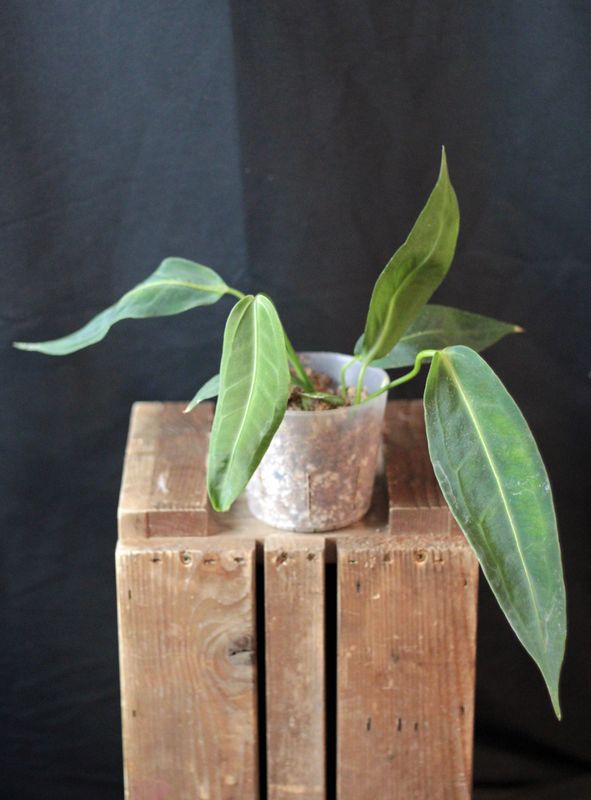 Anthurium Warocqueanum - B