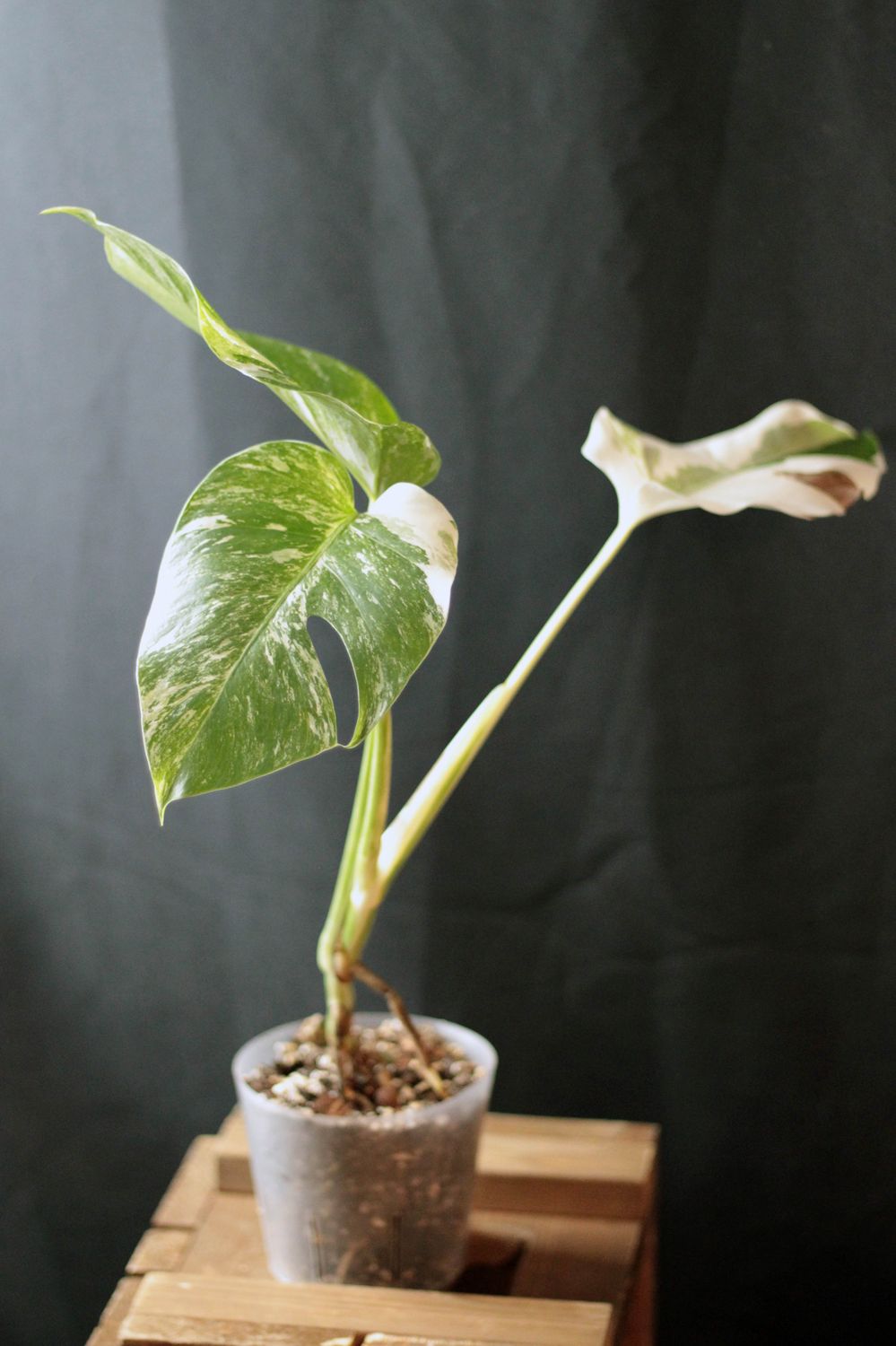 Monstera Albo - C