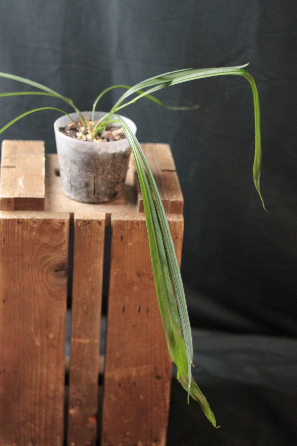 Anthurium SP Yasuni "Velvet" - A