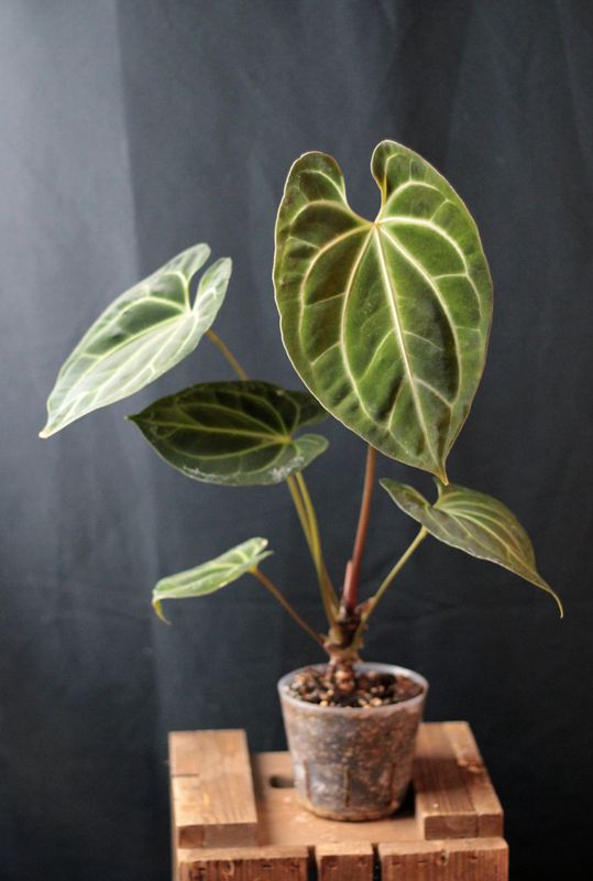 Anthurium Besseae CF - A