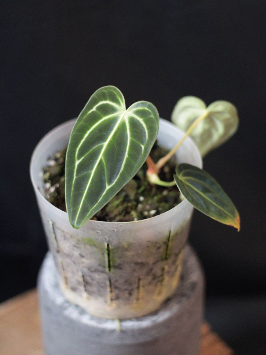 Anthurium Regale - A