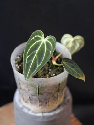 Anthurium Regale - A