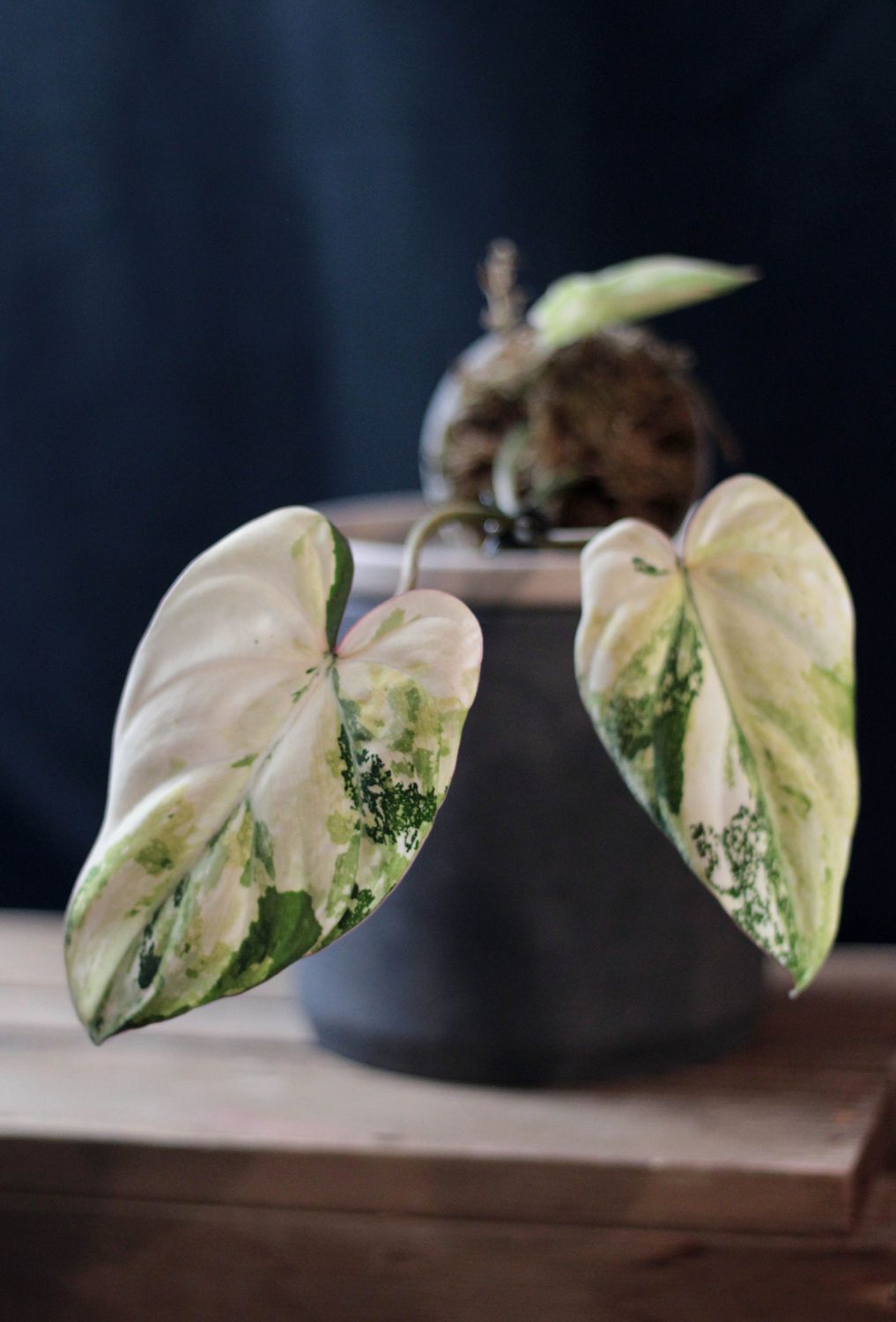Philodendron Gloriosum Variegated - A